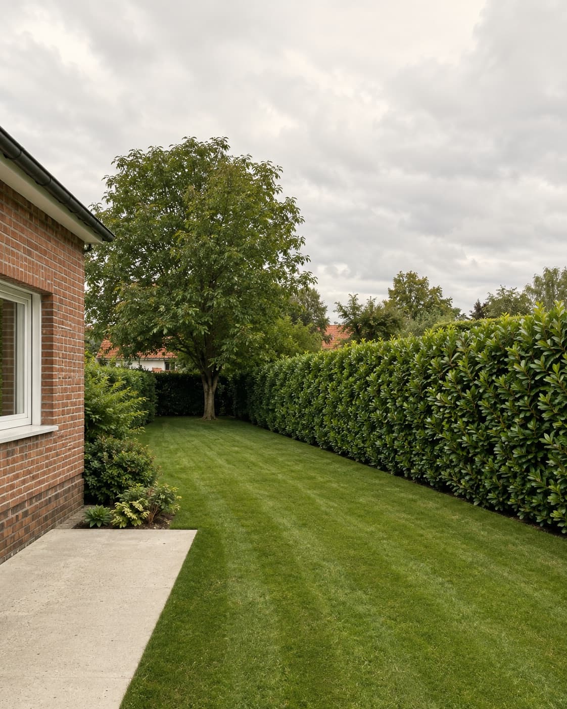 Jardin résidentiel entretenu par Taff'In : pelouse tondue avec traces de tonte et haie de laurier taillée le long d'une maison en brique.